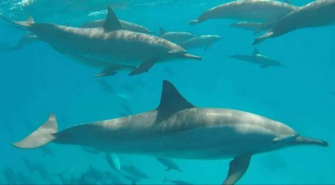 🐠🤿 Shaab Samadai (Dolphin House) Snorkeling Trip – Marsa Alam 🐬🌊 Dolphin-house/IMG-20260702-WA0220.jpg