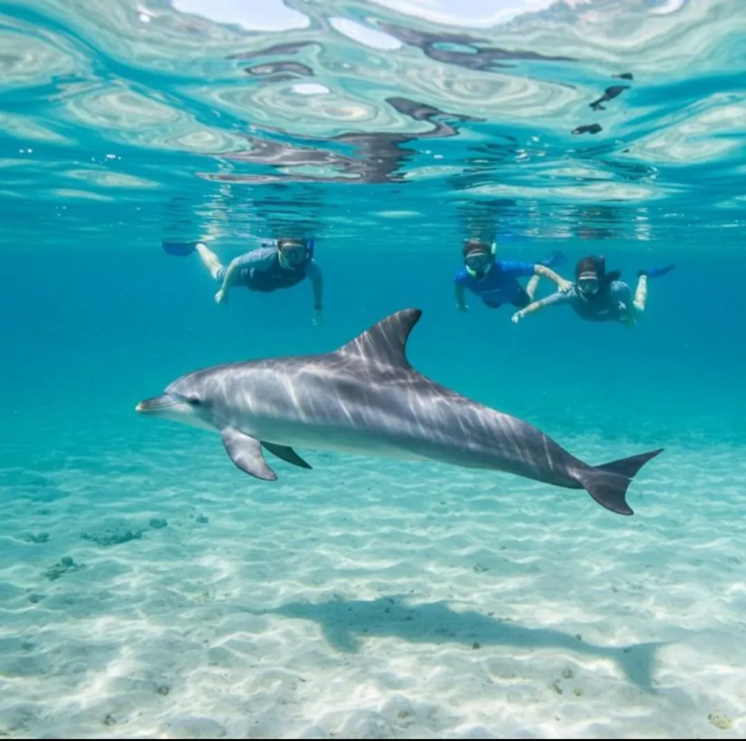 🐠🤿 Shaab Samadai (Dolphin House) Snorkeling Trip – Marsa Alam 🐬🌊 Dolphin-house/IMG-20260702-WA0221.jpg