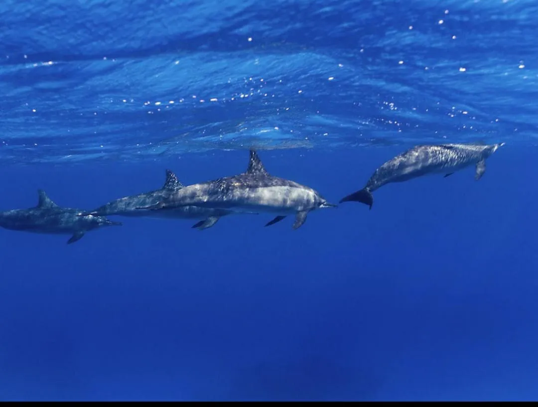 🐠🤿 Shaab Samadai (Dolphin House) Snorkeling Trip – Marsa Alam 🐬🌊 Dolphin-house/IMG-20260702-WA0222.jpg