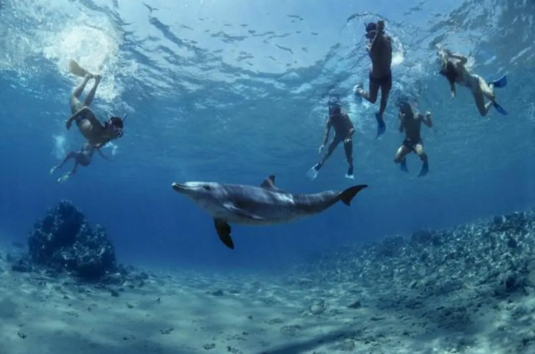🐠🤿 Shaab Samadai (Dolphin House) Snorkeling Trip – Marsa Alam 🐬🌊 Dolphin-house/IMG-20260702-WA0223.jpg