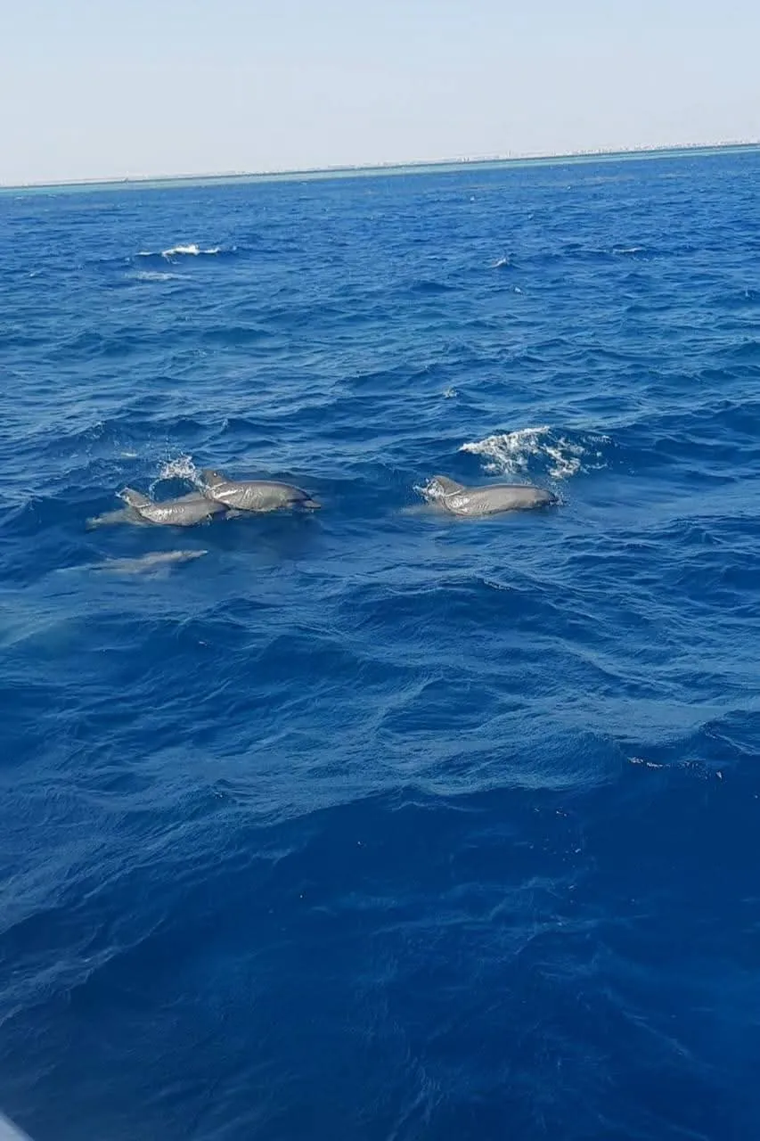 🐬✨ Dolphin Watching Cruise from El Gouna 🌊🐬 Dolphin-witching-trip-from-El-Gouna/IMG-20260519-WA0015.jpg
