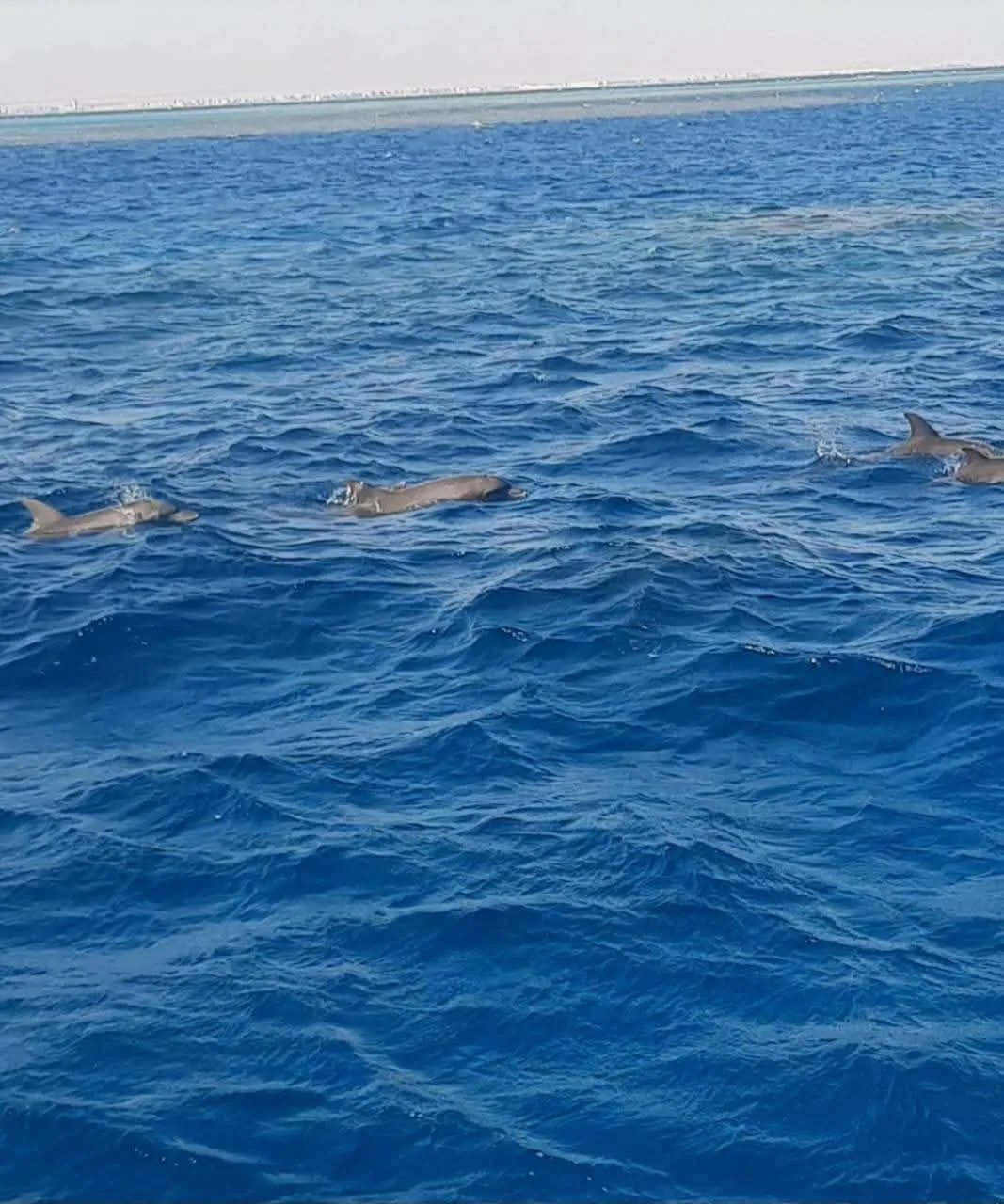 🐬✨ Dolphin Watching Cruise from El Gouna 🌊🐬 Dolphin-witching-trip-from-El-Gouna/IMG-20260519-WA0016.jpg