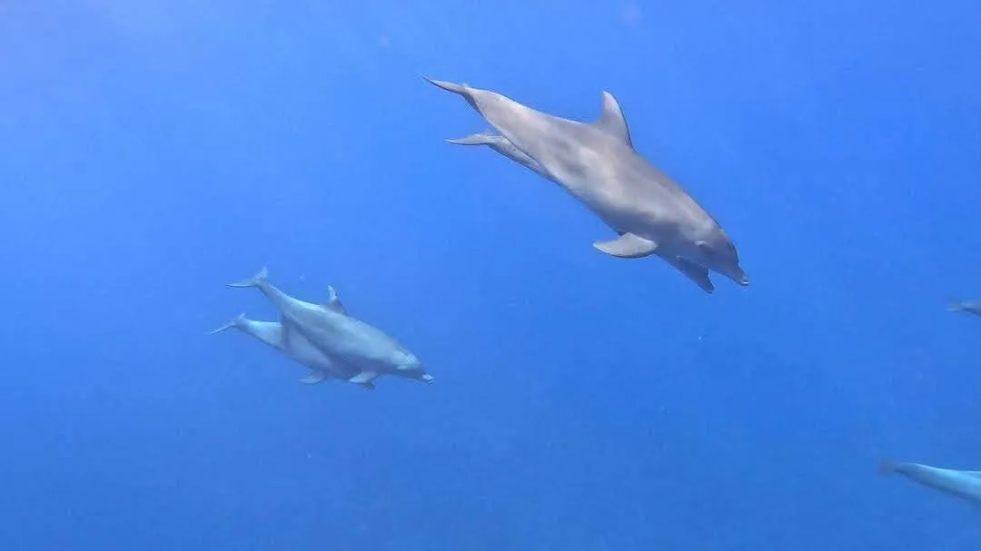 🐬✨ Dolphin Watching Cruise from El Gouna 🌊🐬 Dolphin-witching-trip-from-El-Gouna/IMG-20260519-WA0018.jpg