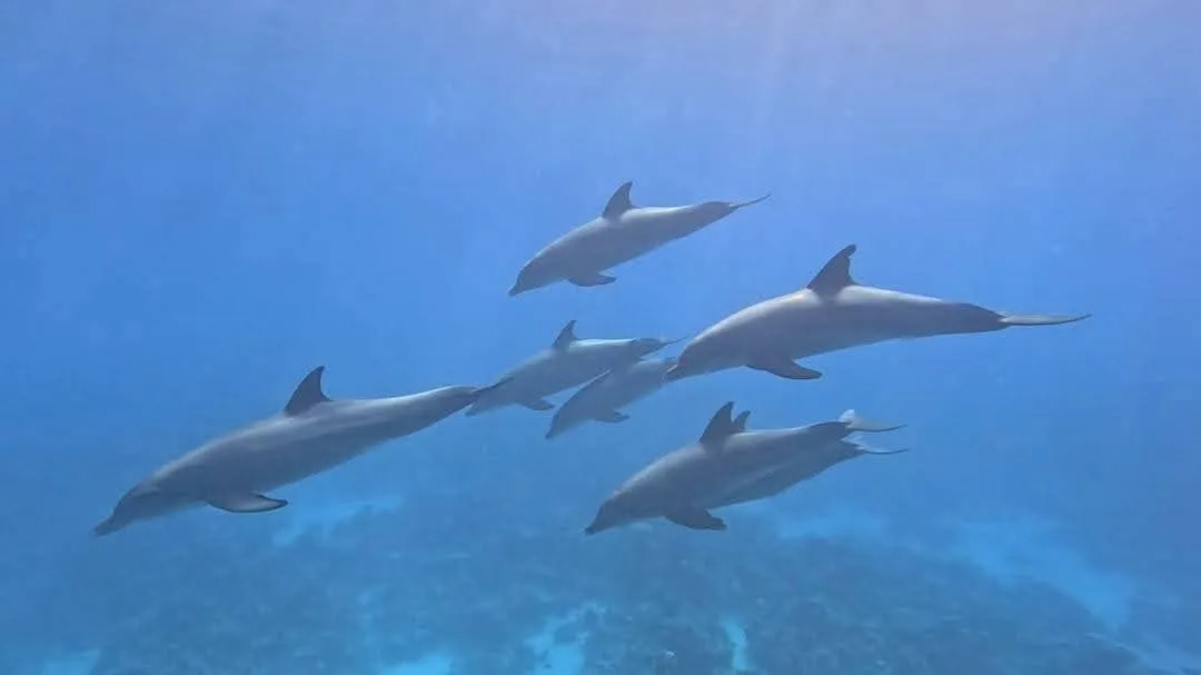 🐬✨ Dolphin Watching Cruise from El Gouna 🌊🐬 Dolphin-witching-trip-from-El-Gouna/IMG-20260519-WA0020.jpg