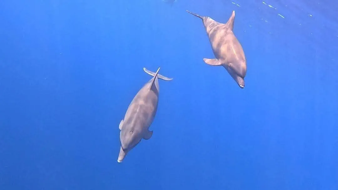 🐬✨ Dolphin Watching Cruise from El Gouna 🌊🐬 Dolphin-witching-trip-from-El-Gouna/IMG-20260519-WA0021.jpg