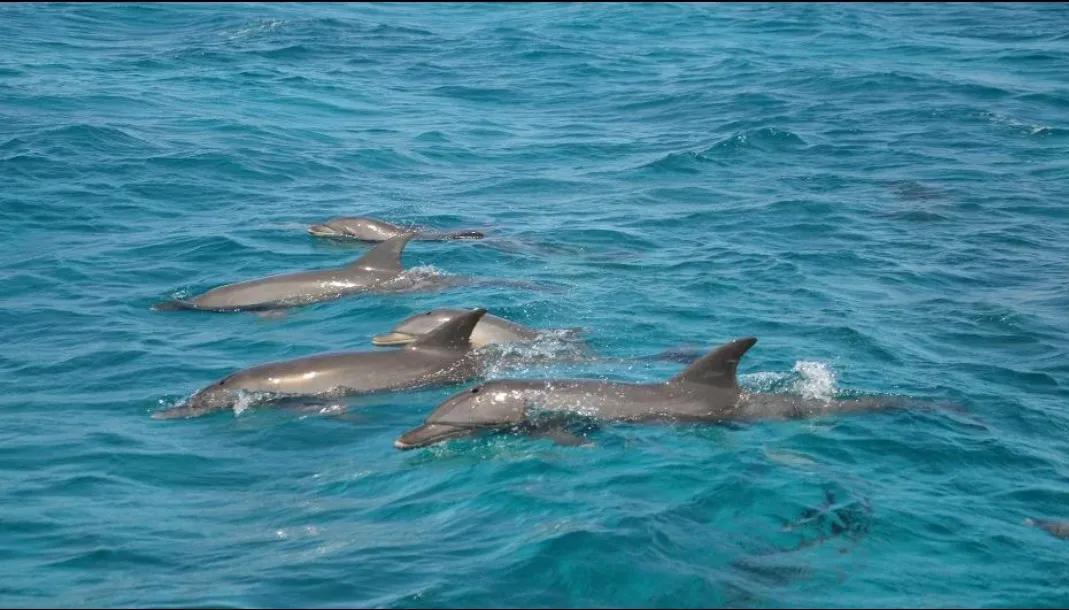 🐬✨ Dolphin Watching Cruise from El Gouna 🌊🐬 Dolphin-witching-trip-from-El-Gouna/Screenshot_٢٠٢٦٠٧٠١_٢٠٢١١٣_ChatGPT.jpg