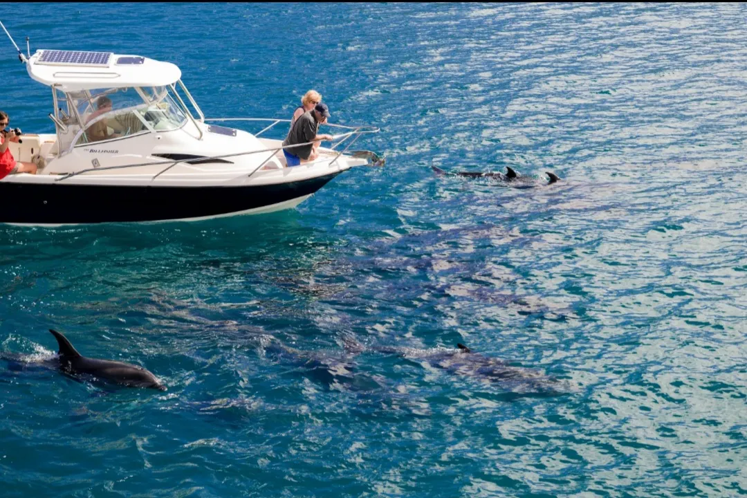 🐬✨ Dolphin Watching Cruise from El Gouna 🌊🐬 Dolphin-witching-trip-from-El-Gouna/Screenshot_٢٠٢٦٠٧٠٢_١٨٢٢٥٥_ChatGPT.jpg