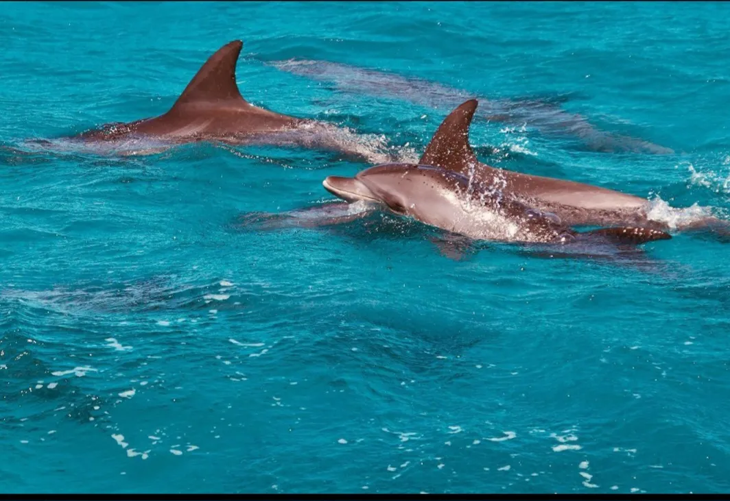 🐬✨ Dolphin Watching Cruise from El Gouna 🌊🐬 Dolphin-witching-trip-from-El-Gouna/Screenshot_٢٠٢٦٠٧٠٢_١٨٢٢٥٨_ChatGPT.jpg