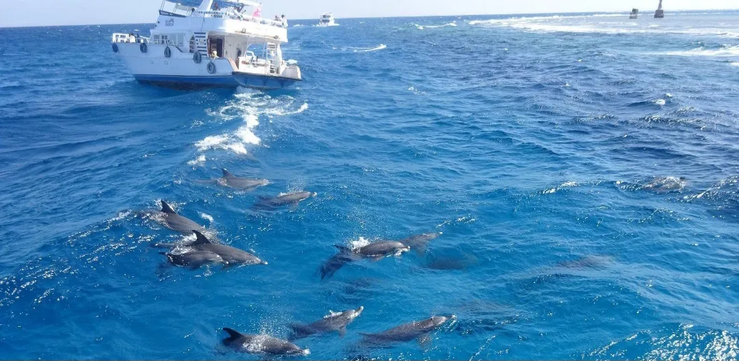 🐬✨ Dolphin Watching Cruise from El Gouna 🌊🐬 Dolphin-witching-trip-from-El-Gouna/Screenshot_٢٠٢٦٠٧٠٢_١٨٢٣٠٤_ChatGPT.jpg