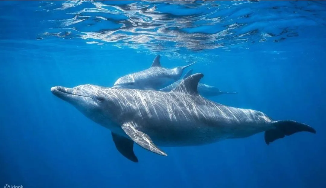 🐬✨ Dolphin Watching Cruise from El Gouna 🌊🐬 Dolphin-witching-trip-from-El-Gouna/Screenshot_٢٠٢٦٠٧٠٢_١٨٢٣٠٧_ChatGPT.jpg