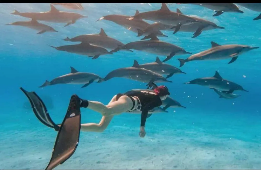 🐬✨ Dolphin Watching Cruise from El Gouna 🌊🐬 Dolphin-witching-trip-from-El-Gouna/Screenshot_٢٠٢٦٠٧٠٢_١٨٢٣١٠_ChatGPT.jpg