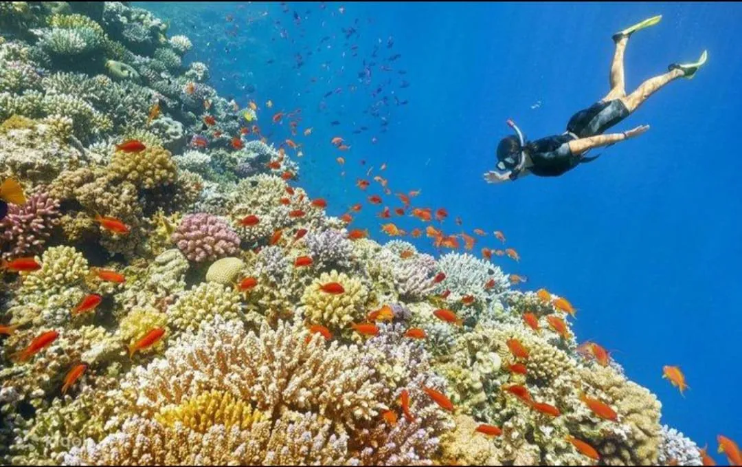 🪸✨ Hamata Islands Snorkeling Trip – Marsa Alam 🏝️🌊 Hamata-Island/IMG-20260702-WA0190.jpg