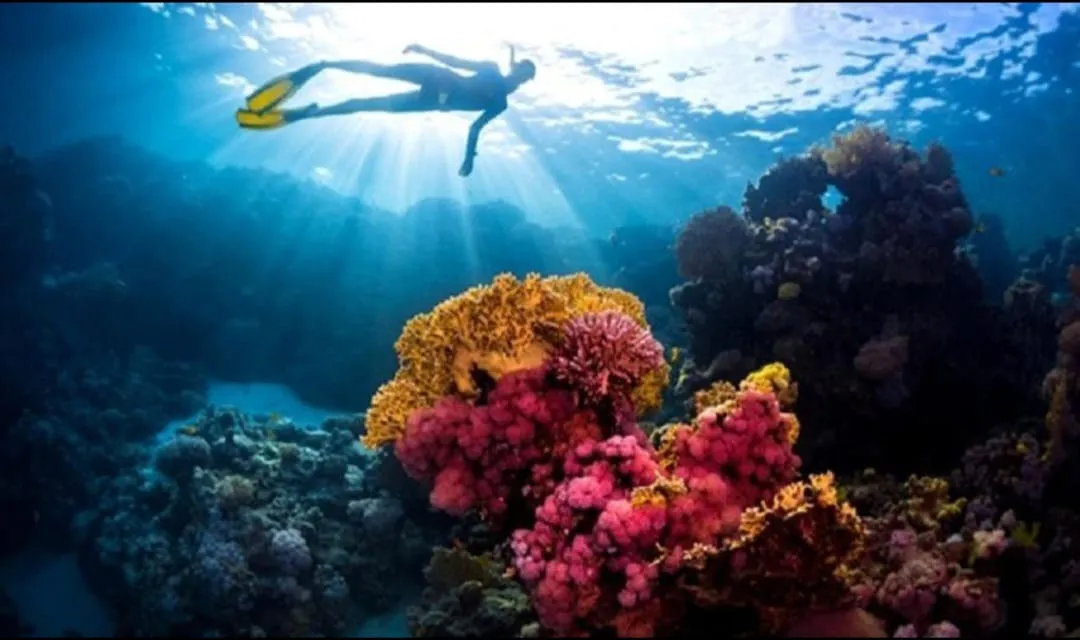 🪸✨ Hamata Islands Snorkeling Trip – Marsa Alam 🏝️🌊 Hamata-Island/IMG-20260702-WA0193.jpg
