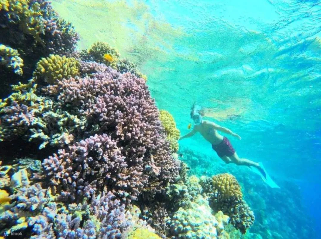 🪸✨ Hamata Islands Snorkeling Trip – Marsa Alam 🏝️🌊 Hamata-Island/IMG-20260702-WA0201.jpg