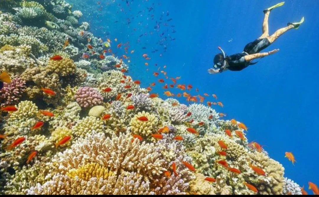 🪸✨ Hamata Islands Snorkeling Trip – Marsa Alam 🏝️🌊 Hamata-Island/IMG-20260702-WA0204.jpg