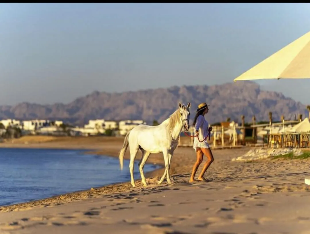 🐎✨ Horse Riding Adventure in El Gouna 🌅🏖️ Horse-Riding-Adventure-in-EL-Gouna/IMG-20260702-WA0121.jpg