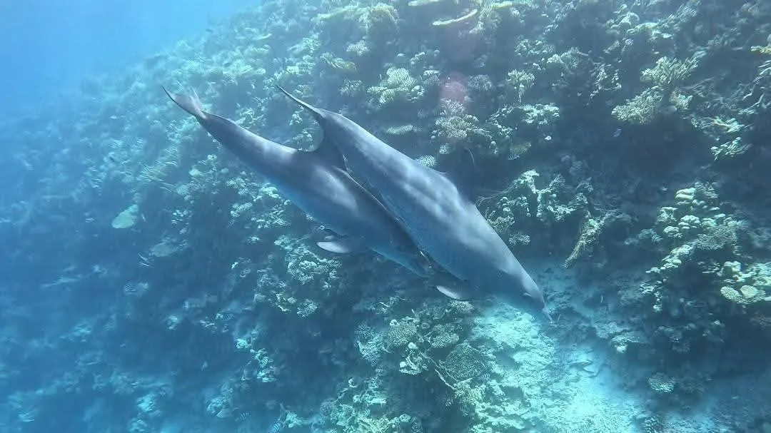 Dolphin 🐬 house snorkeling 🤿 trip hurghada