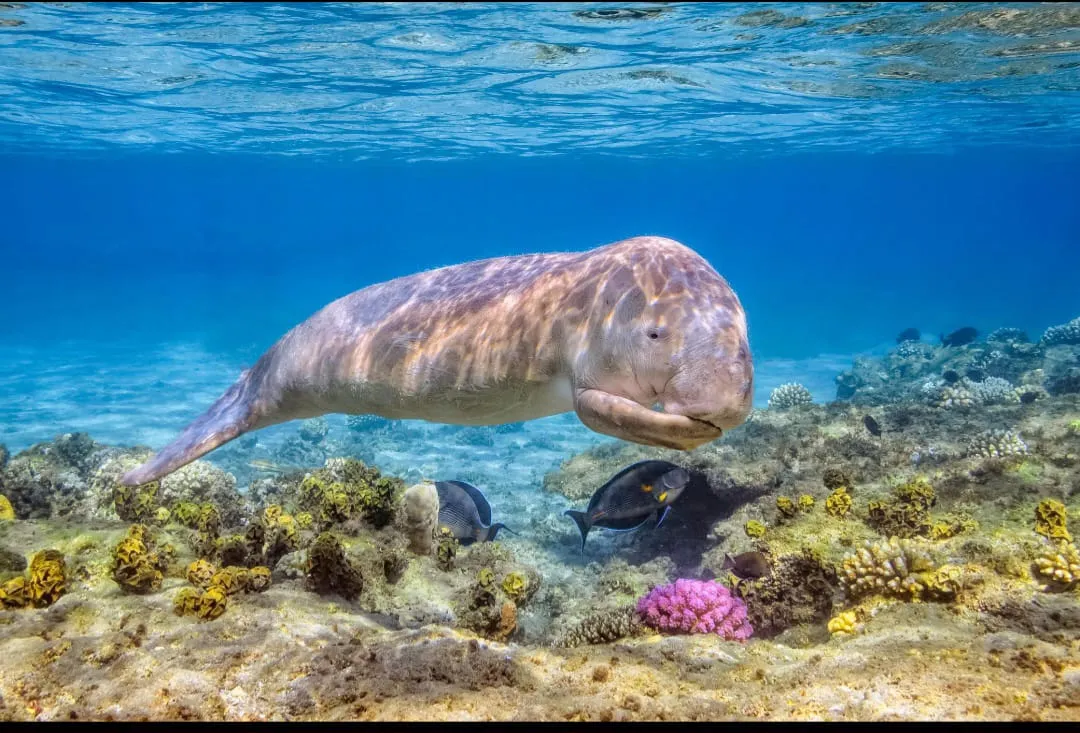 🐢 Marsa Mubarak Snorkeling Adventure Marsa-Mubarak-snorkeling/IMG-20260703-WA0050.jpg