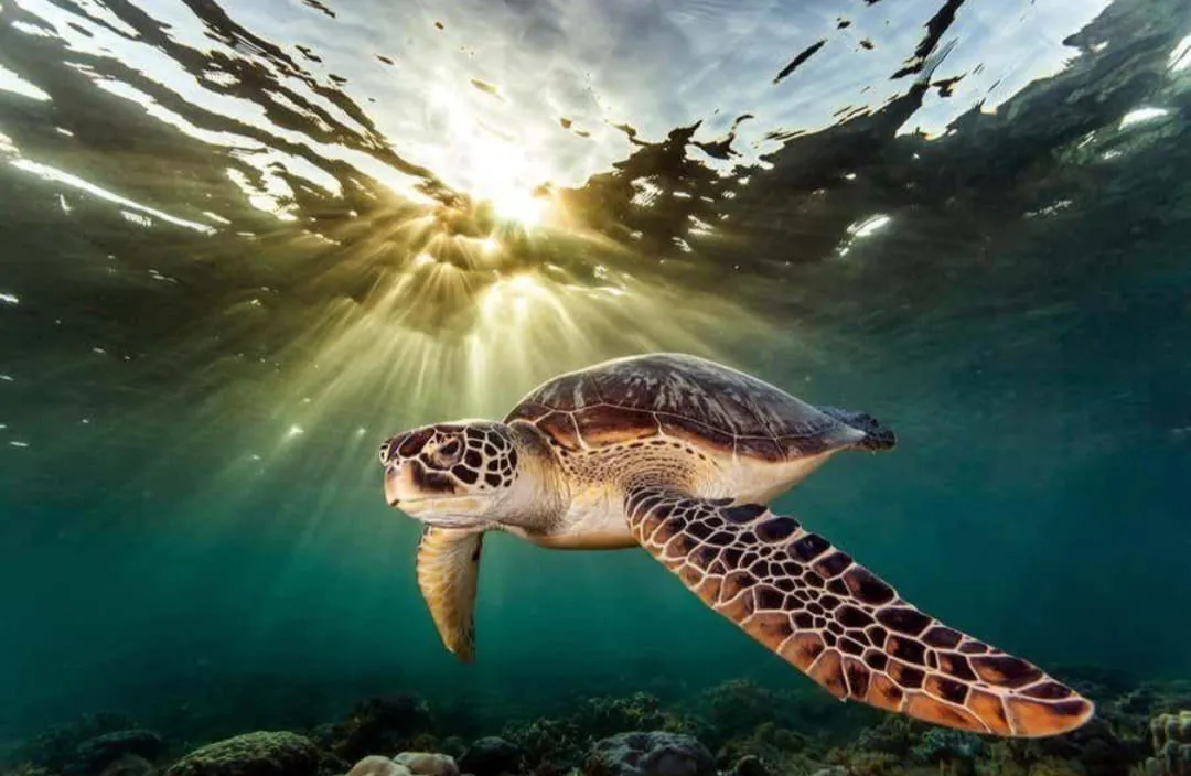🐢 Marsa Mubarak Snorkeling Adventure Marsa-Mubarak-snorkeling/IMG-20260703-WA0051.jpg