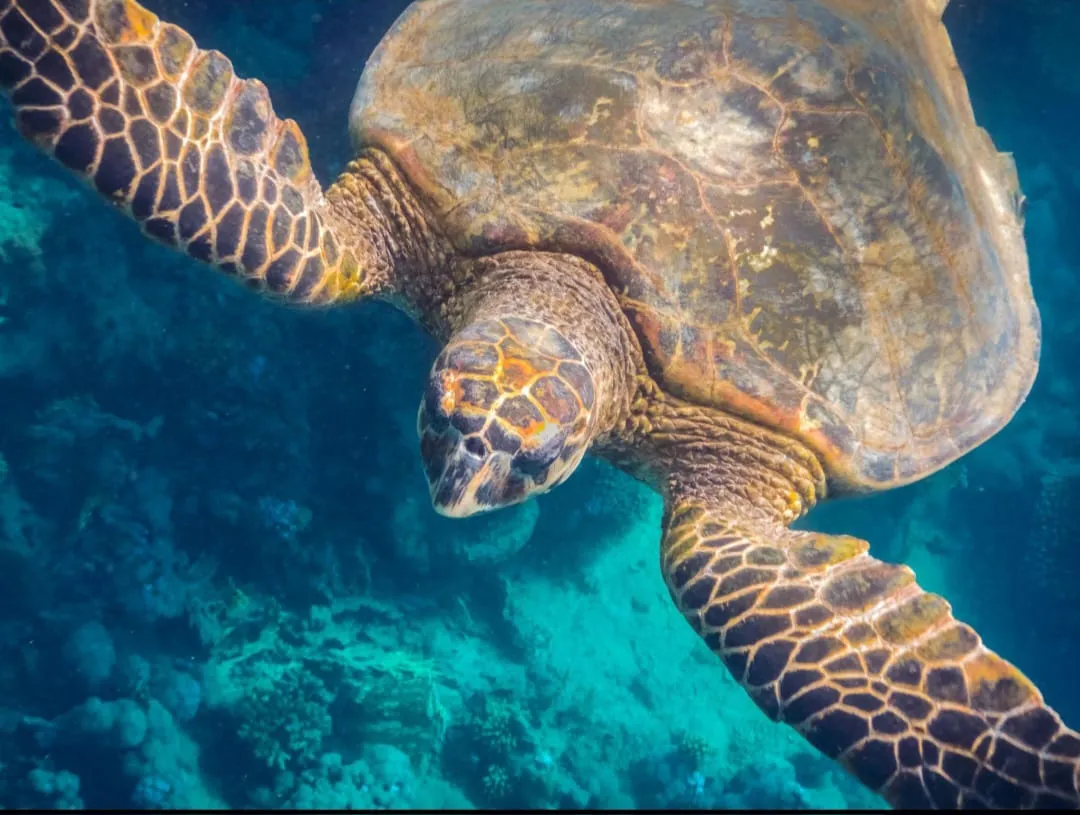 🐢 Marsa Mubarak Snorkeling Adventure Marsa-Mubarak-snorkeling/IMG-20260703-WA0054.jpg