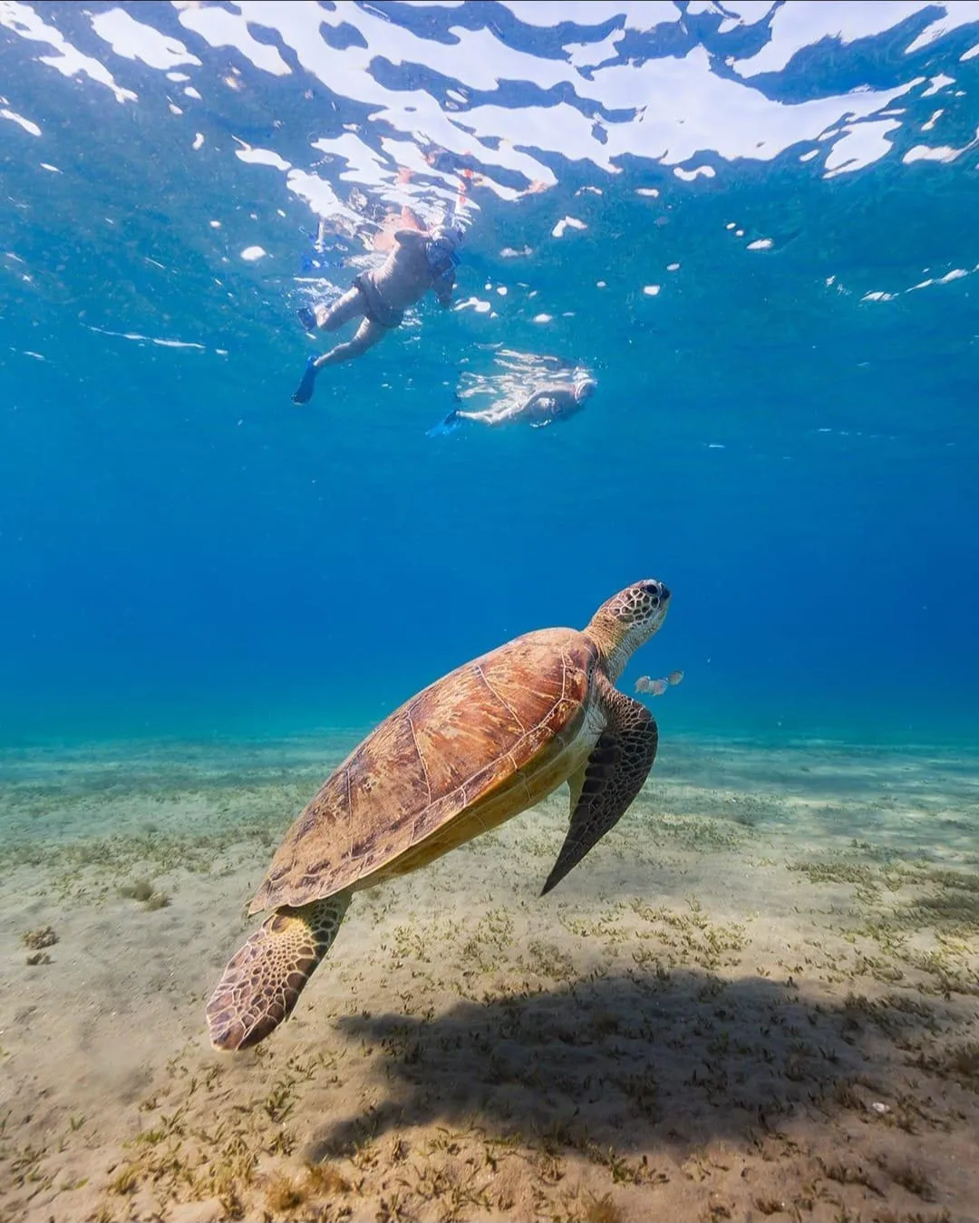 🐢 Marsa Mubarak Snorkeling Adventure Marsa-Mubarak-snorkeling/IMG-20260703-WA0057.jpg