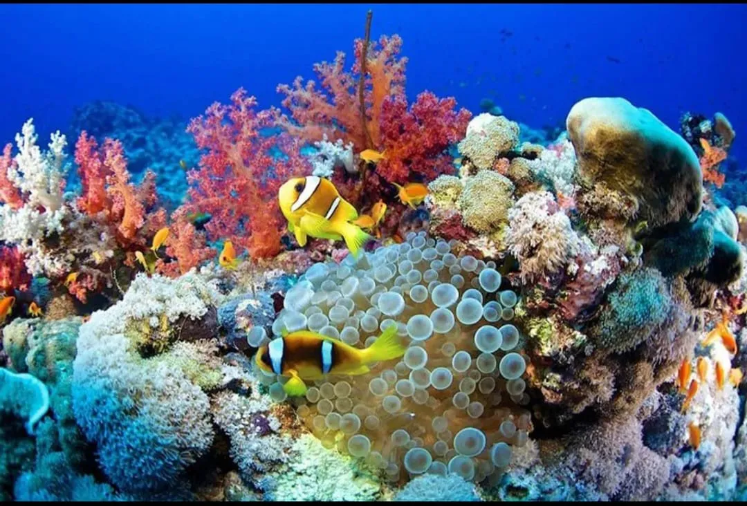 🐢 Marsa Mubarak Snorkeling Adventure Marsa-Mubarak-snorkeling/IMG-20260703-WA0059.jpg