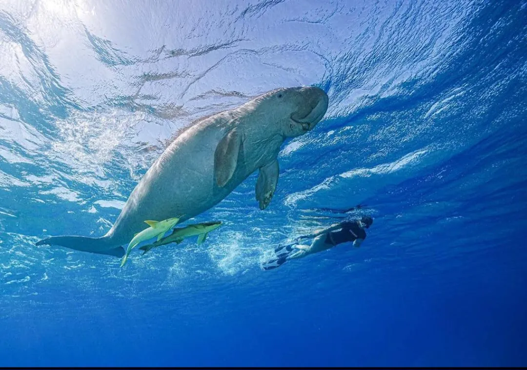 🐢 Marsa Mubarak Snorkeling Adventure Marsa-Mubarak-snorkeling/IMG-20260703-WA0063.jpg