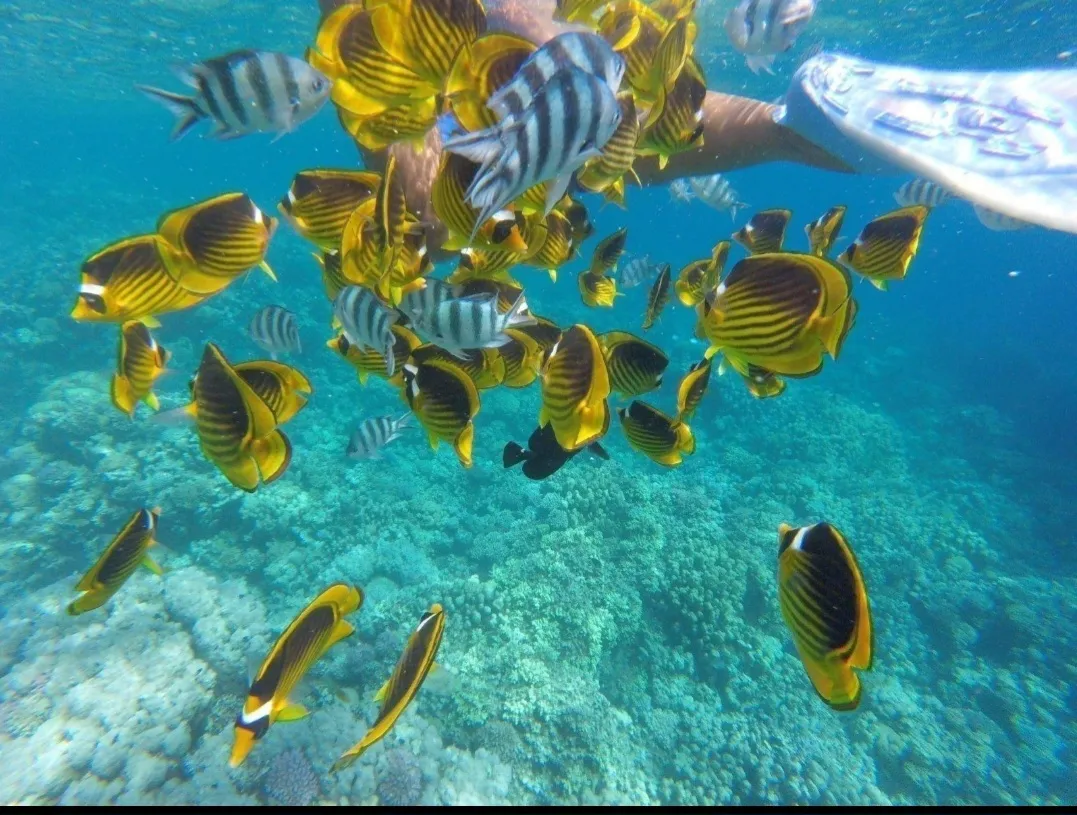 🌴✨ Paradise Island Trip from El Gouna 🏝️🌊 Paradise-trip-island/Screenshot_٢٠٢٦٠٧٠٢_١٩٥٤٢٨_ChatGPT.jpg