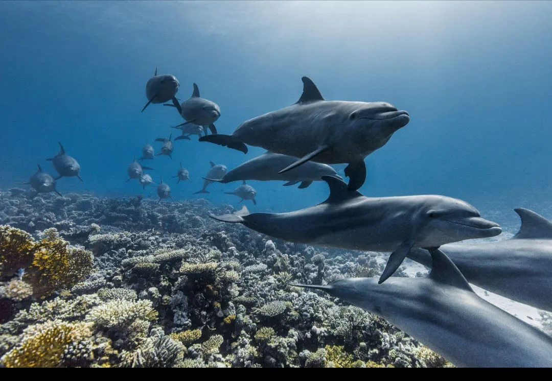 🚤 Sataya Elite Dolphin & Snorkeling VIP Sataya-Elite-Dolphin-Snorkeling/IMG-20260703-WA0065.jpg