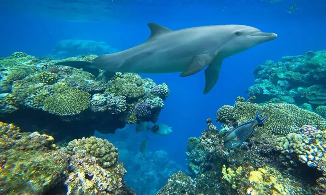 🚤 Sataya Elite Dolphin & Snorkeling VIP Sataya-Elite-Dolphin-Snorkeling/IMG-20260703-WA0068.jpg