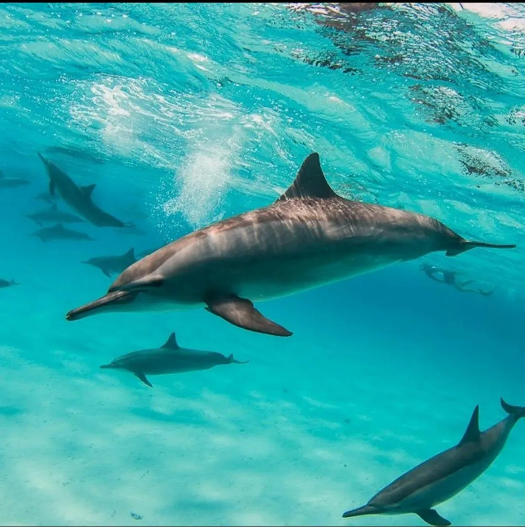 🚤 Sataya Elite Dolphin & Snorkeling VIP Sataya-Elite-Dolphin-Snorkeling/IMG-20260703-WA0079.jpg
