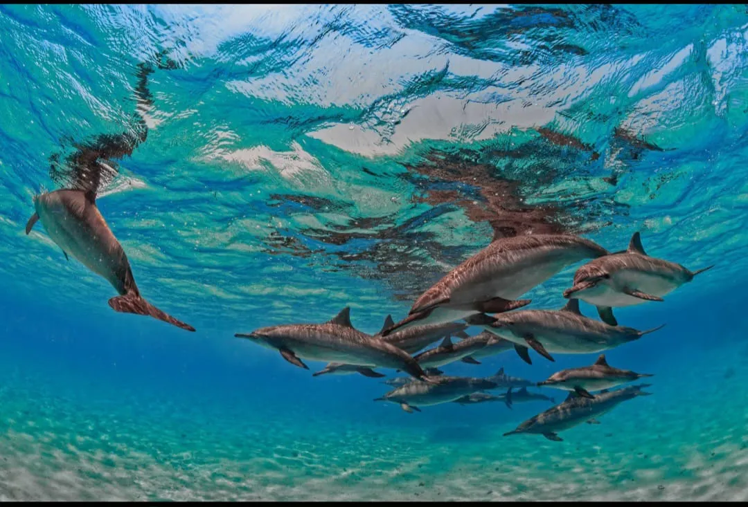 🚤 Sataya Elite Dolphin & Snorkeling VIP Sataya-Elite-Dolphin-Snorkeling/IMG-20260703-WA0082.jpg