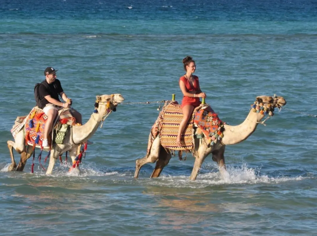 🐪✨ Camel Riding Experience in El Gouna 🌅🏜️