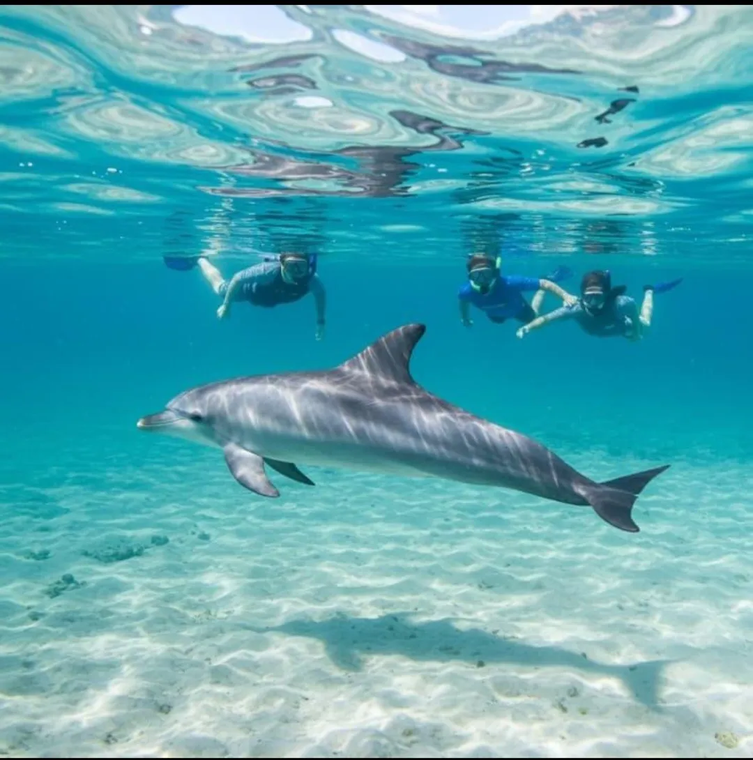 🐬✨ Dolphin Watching Cruise from El Gouna 🌊🐬