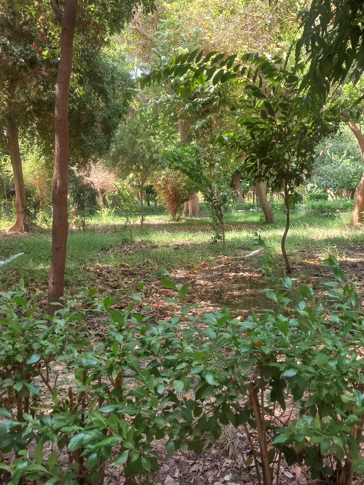🌴🌊 Botanical Garden & Elephantine Island Tour – Aswan 🇪🇬 botanical-garden-elephantine-island-tour-aswan/IMG-20260915-WA0037.jpg