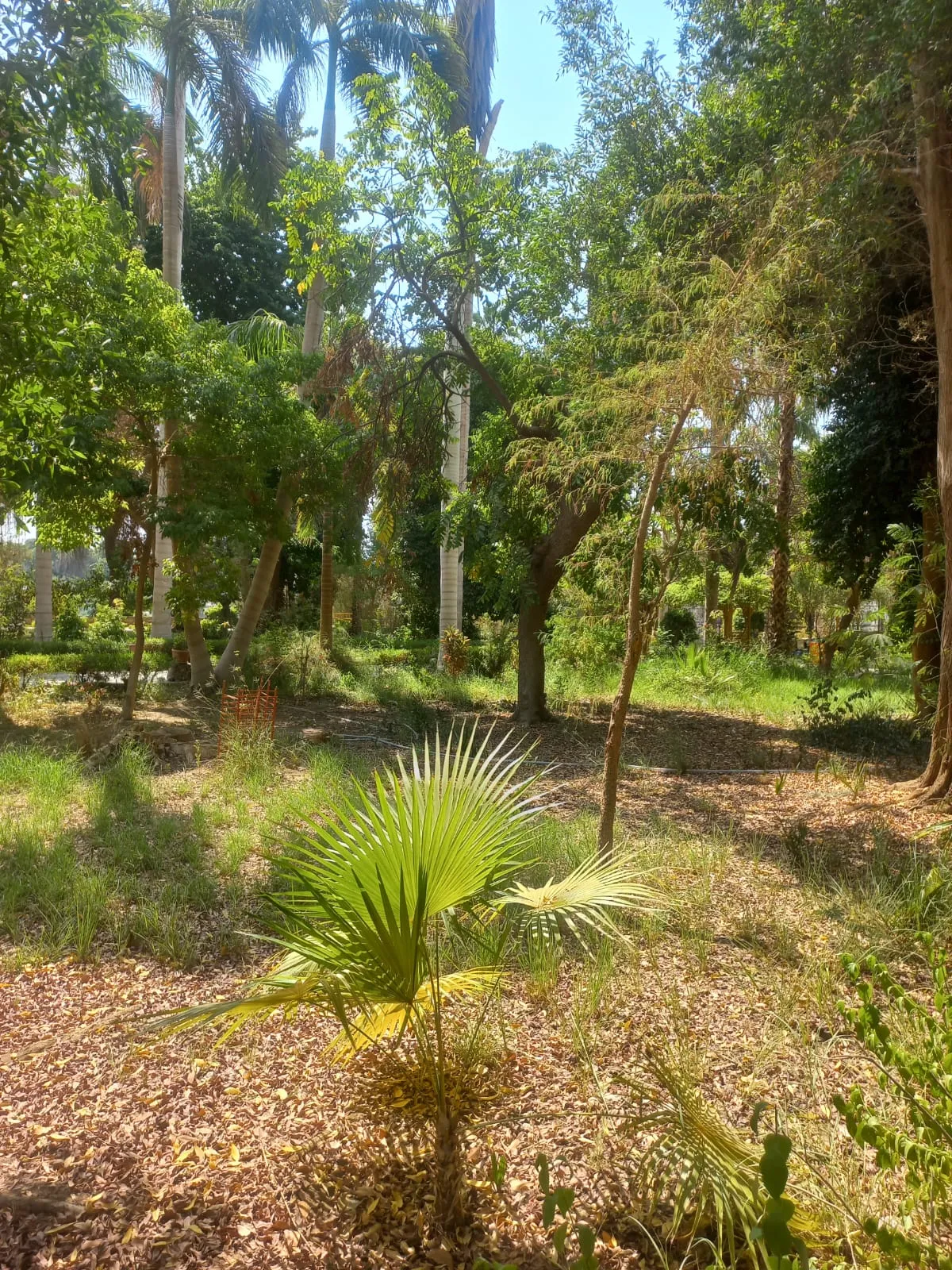 🌴🌊 Botanical Garden & Elephantine Island Tour – Aswan 🇪🇬 botanical-garden-elephantine-island-tour-aswan/IMG-20260915-WA0038.jpg