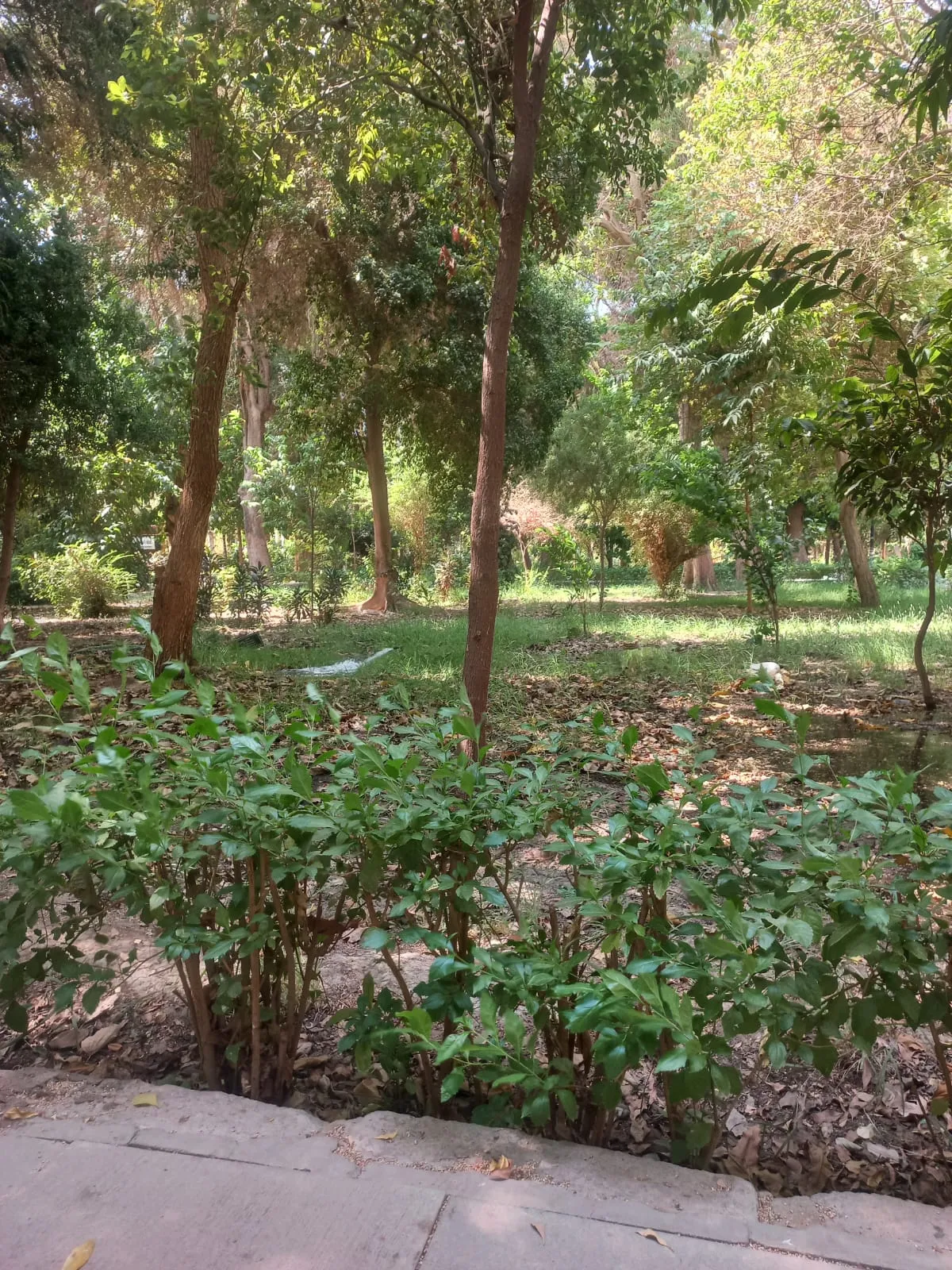 🌴🌊 Botanical Garden & Elephantine Island Tour – Aswan 🇪🇬 botanical-garden-elephantine-island-tour-aswan/IMG-20260915-WA0039.jpg