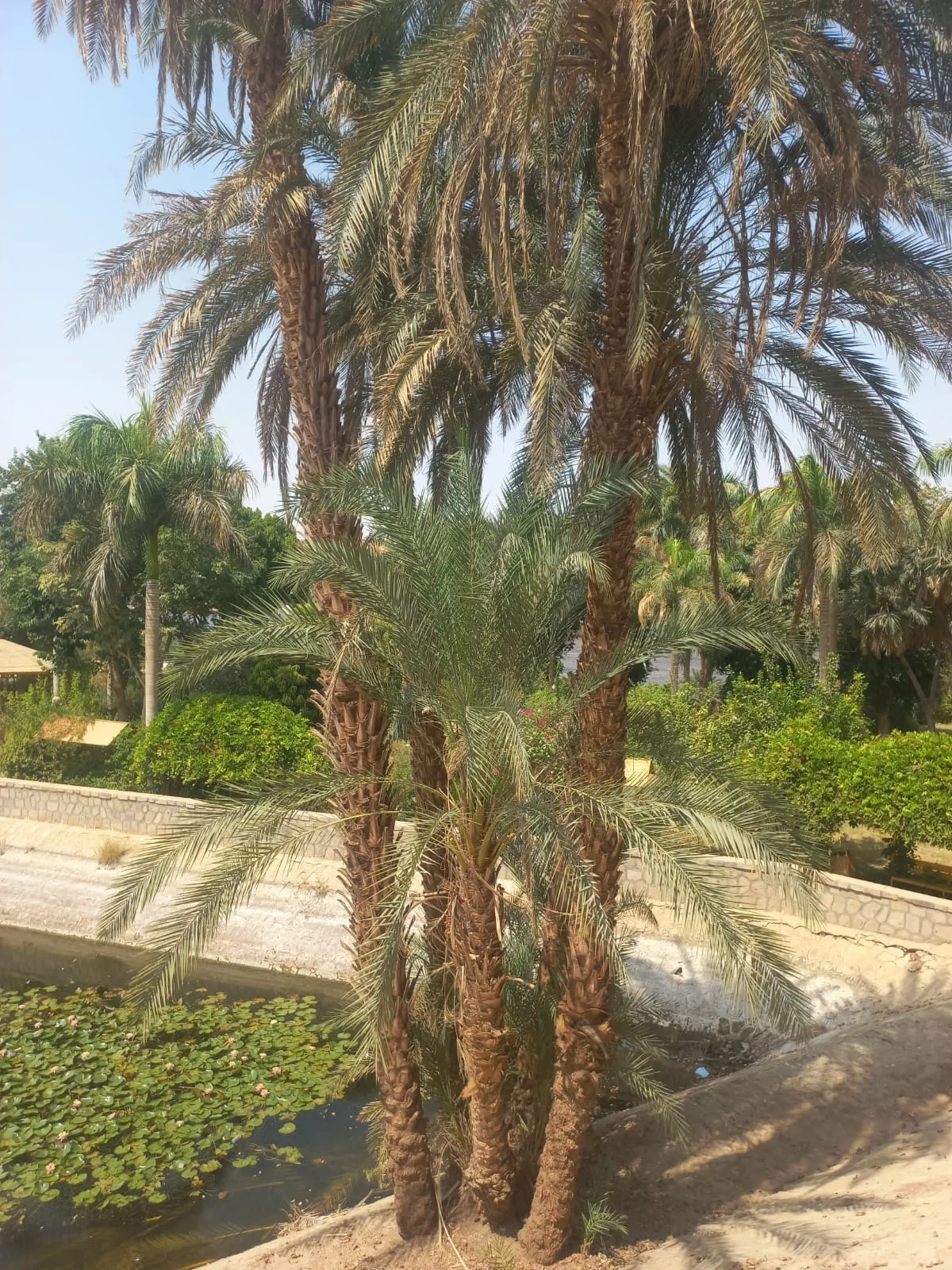 🌴🌊 Botanical Garden & Elephantine Island Tour – Aswan 🇪🇬 botanical-garden-elephantine-island-tour-aswan/IMG-20260915-WA0052.jpg