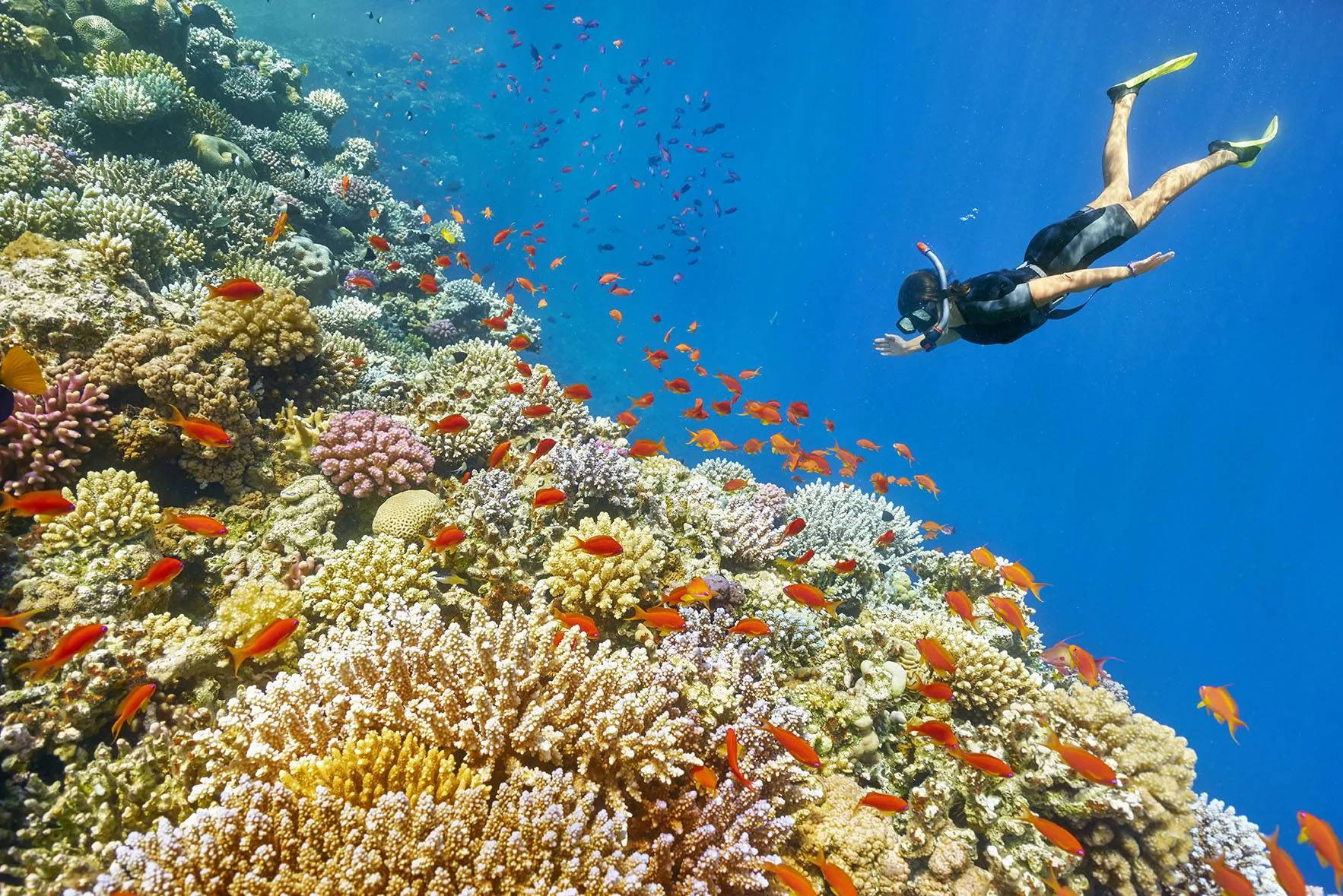 🤿 Приключение сноркелинга – Хургада snorkeling-adventure-trip-hurghada/2000x2000-0-70-b858495d8a264c6e498a03a98d22f1a0.jpg