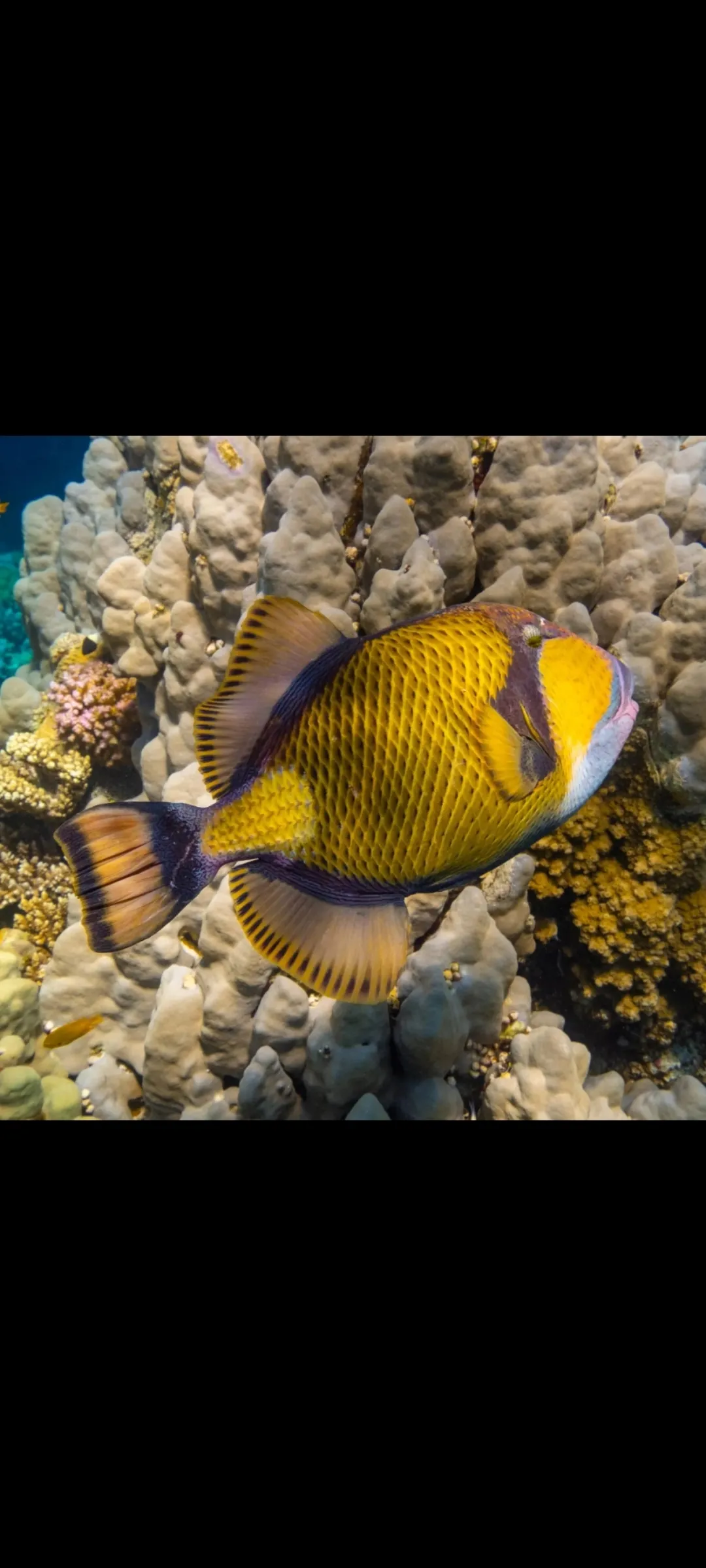 🤿 Приключение сноркелинга – Хургада snorkeling-adventure-trip-hurghada/Screenshot_2025-07-09-02-00-56-600_com_miui_gallery.jpg
