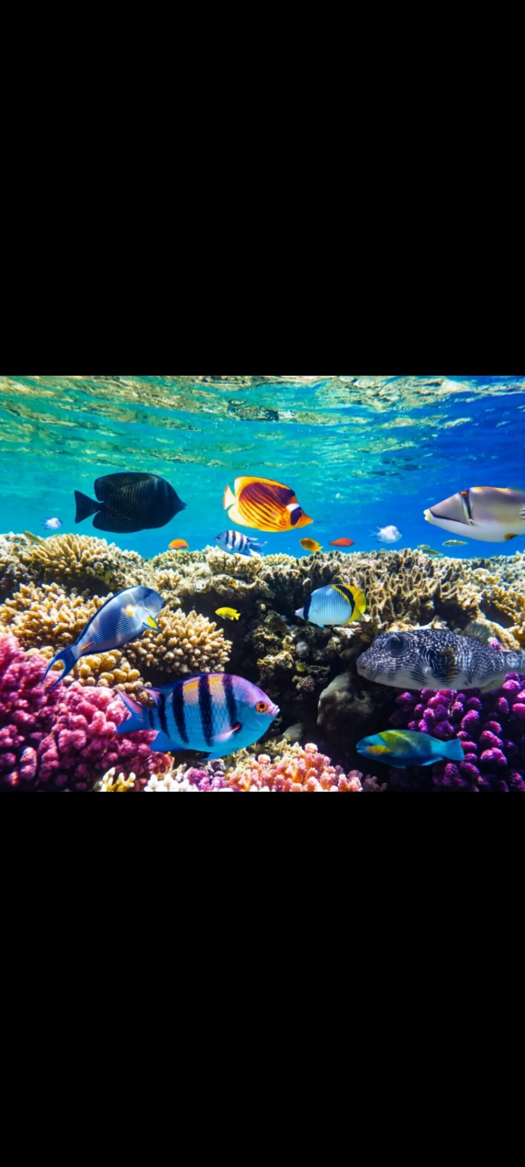 🤿 Приключение сноркелинга – Хургада snorkeling-adventure-trip-hurghada/Screenshot_2025-07-09-02-01-16-502_com_miui_gallery.jpg