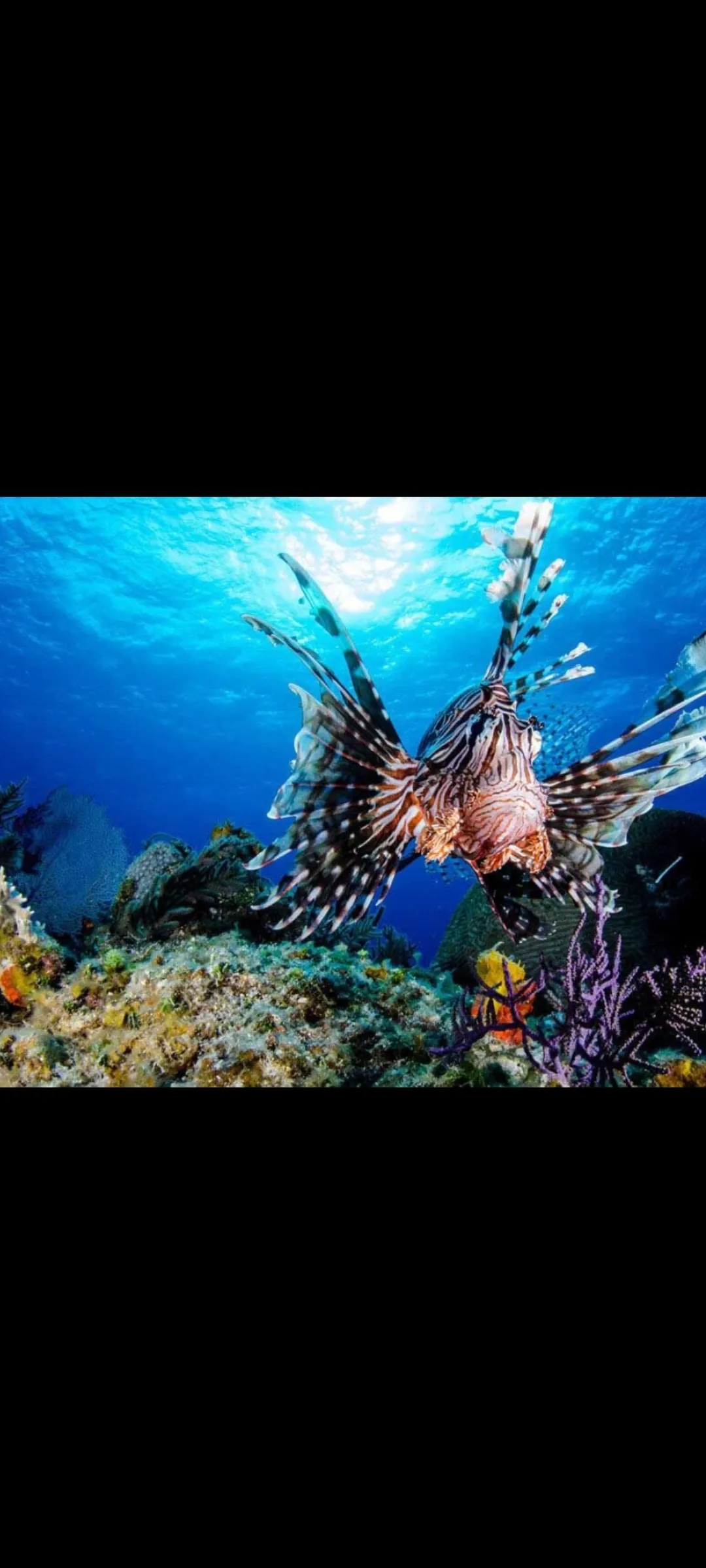 🤿 Приключение сноркелинга – Хургада snorkeling-adventure-trip-hurghada/Screenshot_2025-07-09-02-01-26-056_com_miui_gallery.jpg