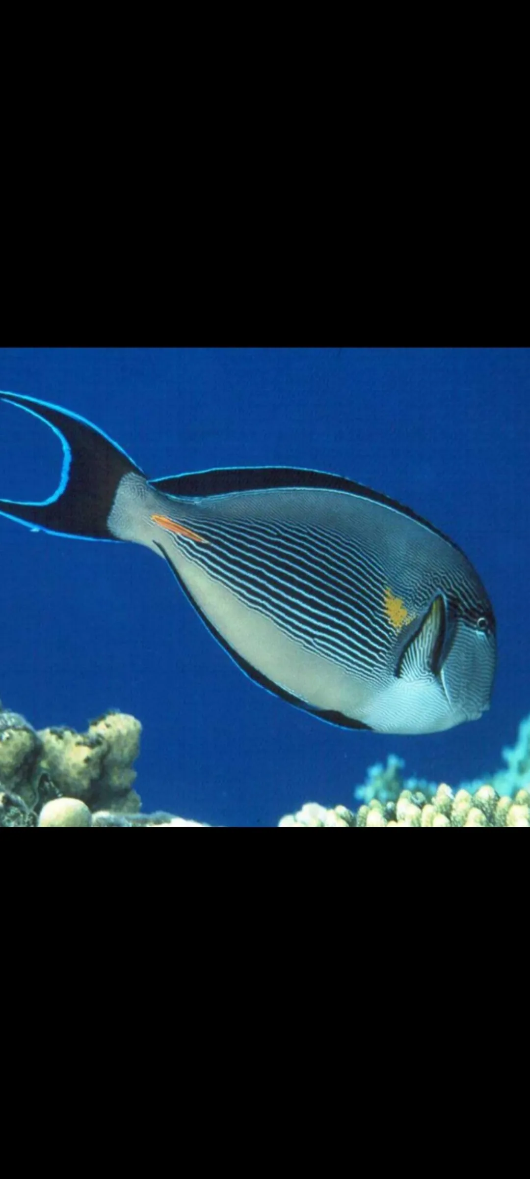 🤿 Приключение сноркелинга – Хургада snorkeling-adventure-trip-hurghada/Screenshot_2025-07-09-02-01-40-179_com_miui_gallery.jpg