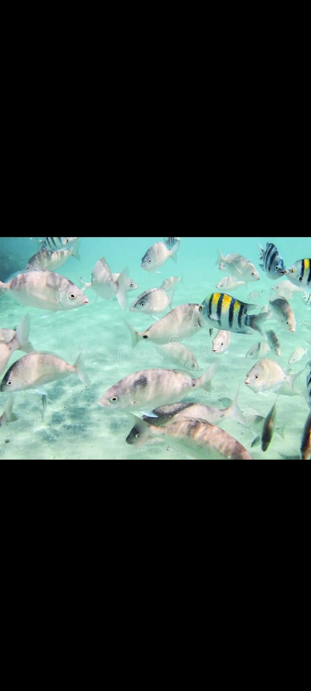 🤿 Приключение сноркелинга – Хургада snorkeling-adventure-trip-hurghada/Screenshot_2025-07-09-02-02-09-432_com_miui_gallery.jpg
