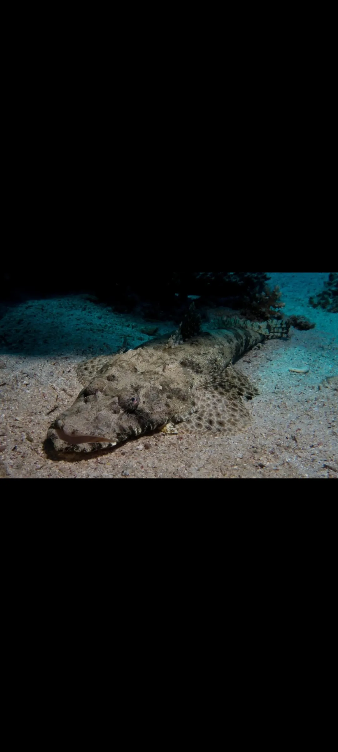 🤿 Приключение сноркелинга – Хургада snorkeling-adventure-trip-hurghada/Screenshot_2025-07-09-02-02-20-989_com_miui_gallery.jpg