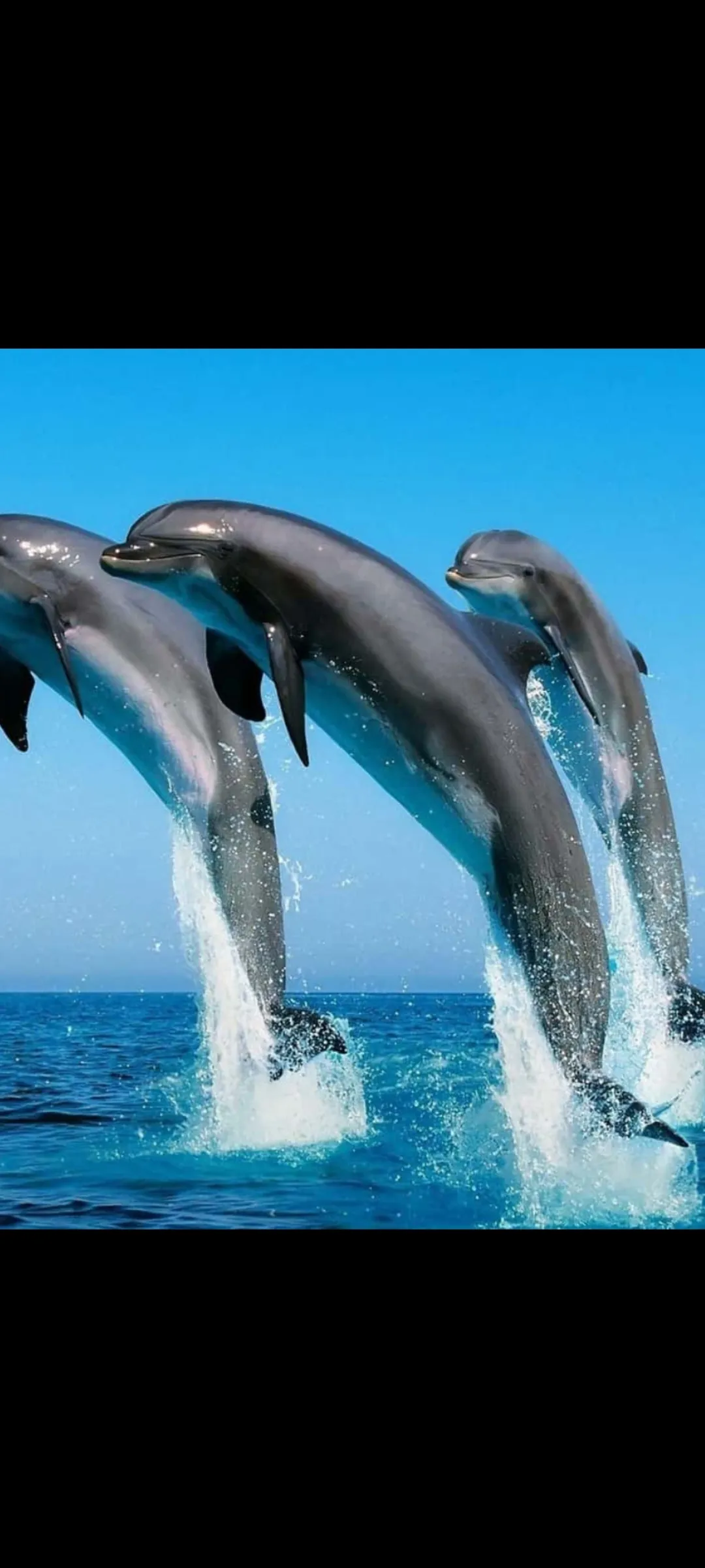 🤿 Приключение сноркелинга – Хургада snorkeling-adventure-trip-hurghada/Screenshot_2025-07-09-02-02-32-734_com_miui_gallery.jpg