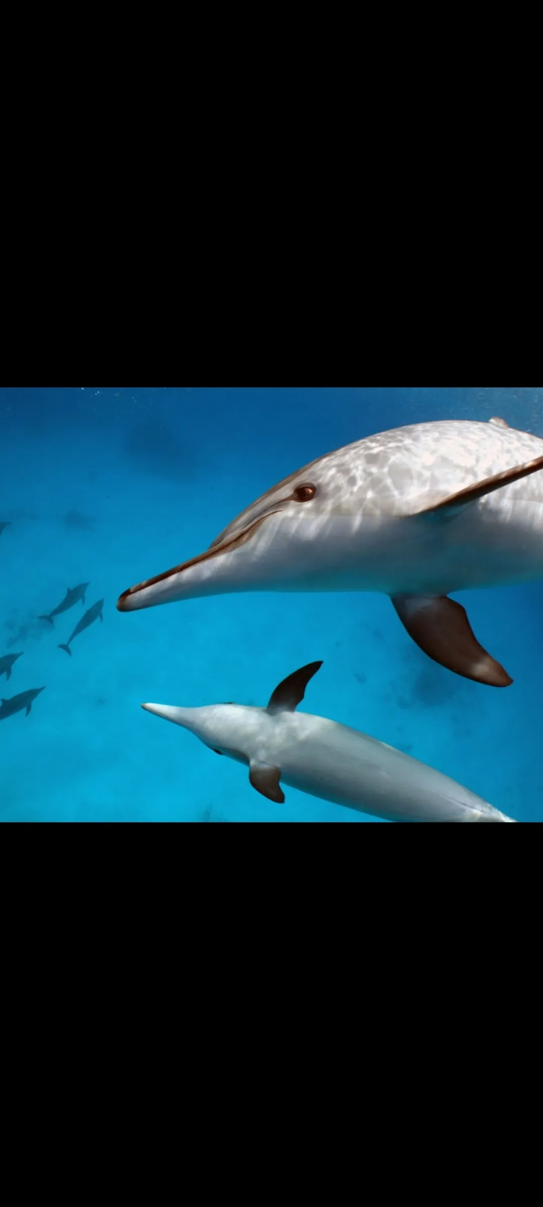 🤿 Приключение сноркелинга – Хургада snorkeling-adventure-trip-hurghada/Screenshot_2025-07-09-02-02-43-900_com_miui_gallery.jpg