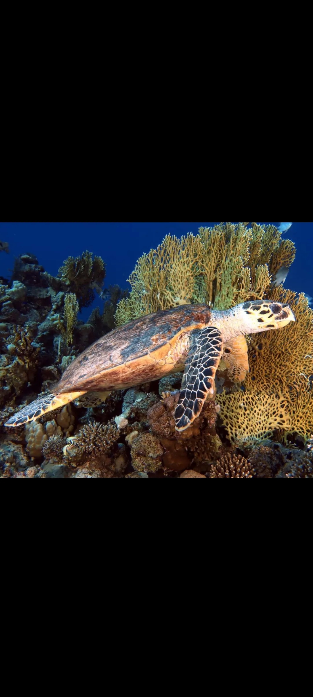 🤿 Приключение сноркелинга – Хургада snorkeling-adventure-trip-hurghada/Screenshot_2025-07-09-02-03-16-814_com_miui_gallery.jpg