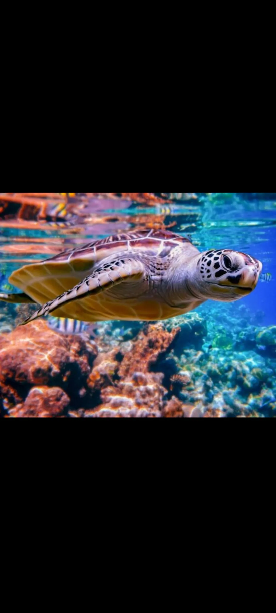 🤿 Приключение сноркелинга – Хургада snorkeling-adventure-trip-hurghada/Screenshot_2025-07-09-02-03-29-430_com_miui_gallery.jpg