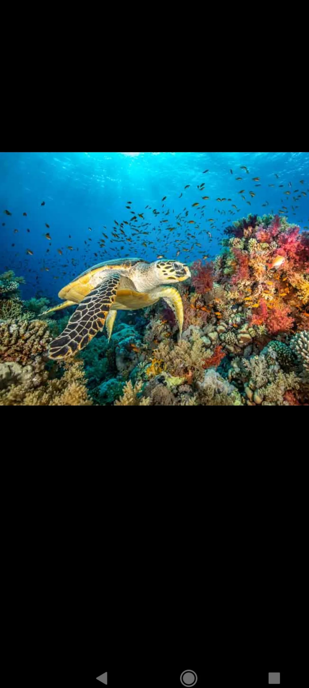 🤿 Приключение сноркелинга – Хургада snorkeling-adventure-trip-hurghada/Screenshot_2025-07-09-02-03-39-564_com_miui_gallery.jpg